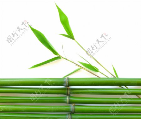 高清竹子和竹叶图片