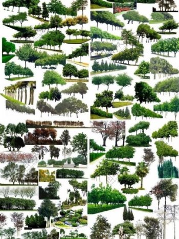 各种类型分层树木图片