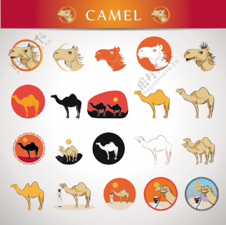 各种骆驼图案矢量素材