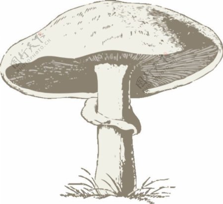 蘑菇的剪辑艺术