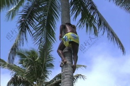 拉罗汤加人爬下来的椰子股票视频视频免费下载