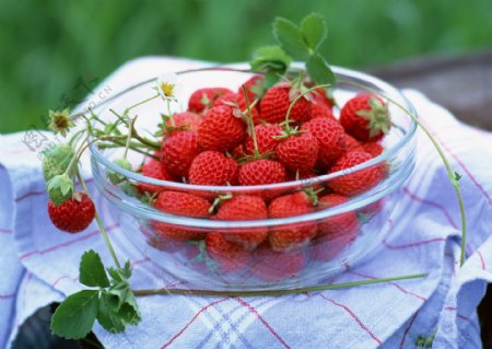 采摘园草莓新鲜草莓
