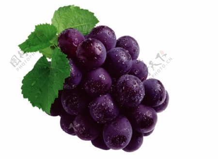 水果紫色葡萄图片素材