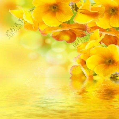 唯美黄色花卉水中倒影