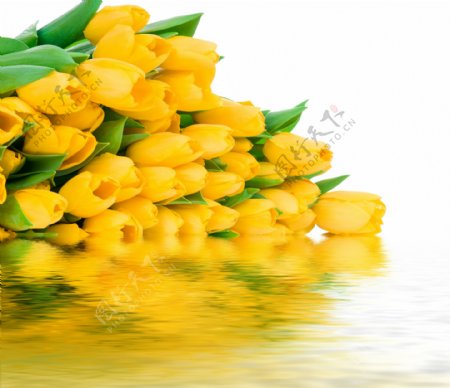 唯美水中黄色花束