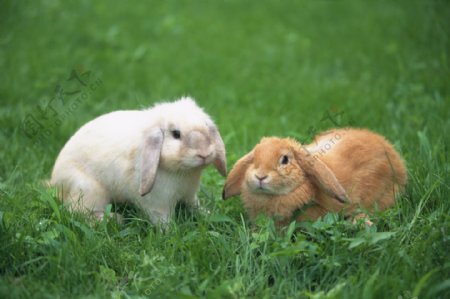 小动物宠物兔16