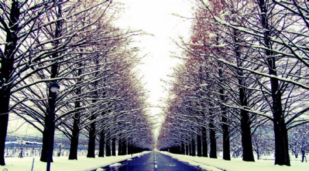 冬季大道两旁大树的道路