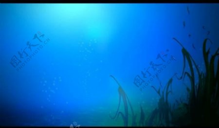 海底鱼类背景视频素材图片