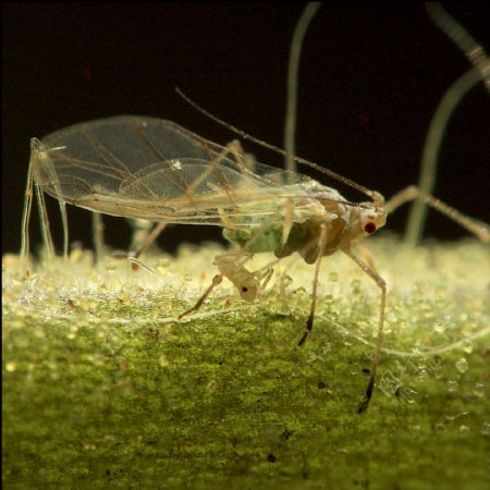 蚜虫出生025毫米图片