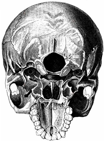头骨内部结构图片