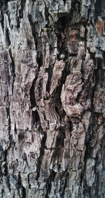 枣树皮树皮图片