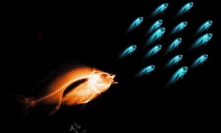 骨骼鱼透视X光科技鱼群图片