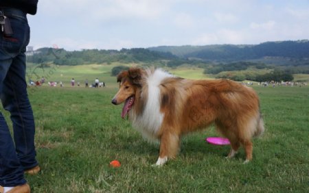 苏格兰牧羊犬图片