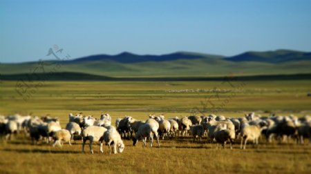 内蒙古羊群摄影图片
