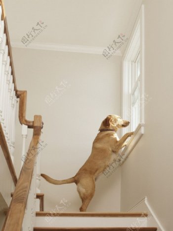 狗狗楼梯观望图片