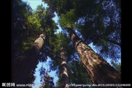 大树背景视频素材