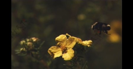 蜜蜂在花丛中飞舞