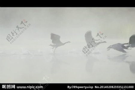 湖水飞鸟视频素材
