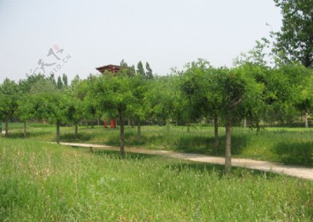 绿化景观图片