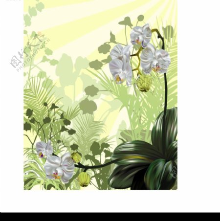矢量兰花花卉图片
