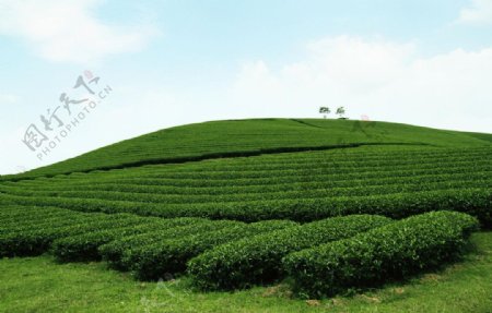 天空白云茶叶种植园图片