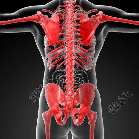 人体肌肉骨骼结构图片