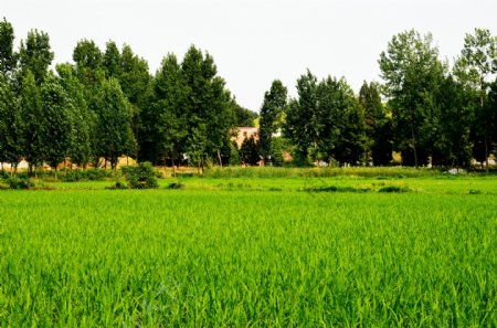 老庄的稻田图片