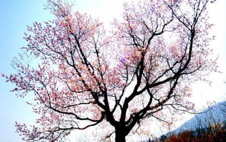 梨花树图片
