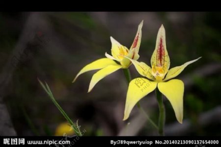 自然植物花朵背景视频
