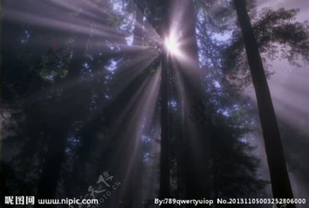 森林阳光背景视频素材