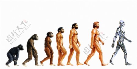 人类进化图片