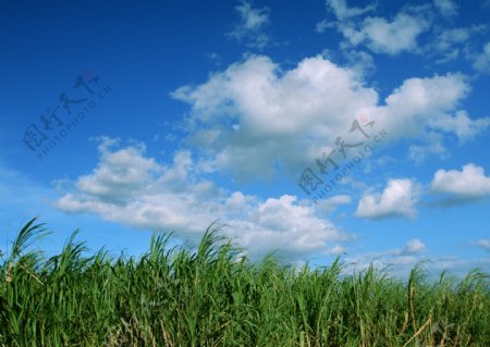 甘蔗林图片