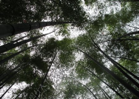 竹子天空图片