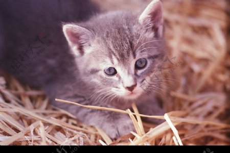 小动物猫眯图片