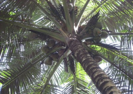 自下而上拍的椰树椰子图片