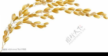 麦穗麦子图片