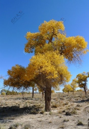 沙漠活化石金色胡杨图片