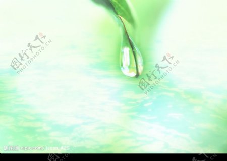 绿色水滴绿叶图片