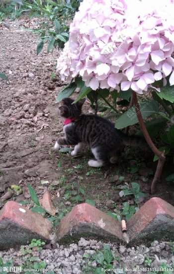 小猫与绣球花图片