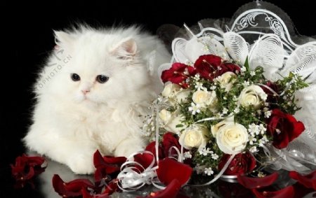 可爱小白猫和玫瑰花图片