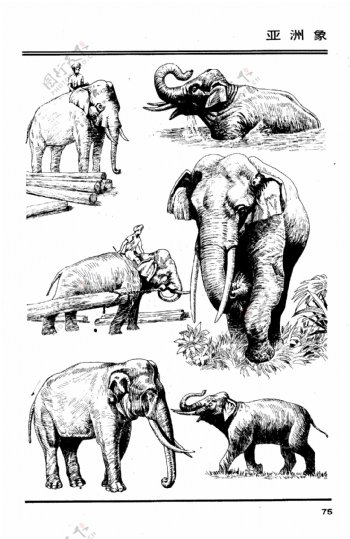 画兽谱79亚洲象图片