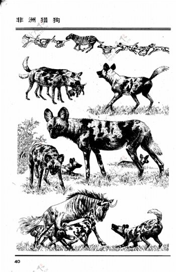 画兽谱38非洲猎狗图片
