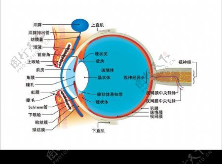 矢量眼球解剖图图片