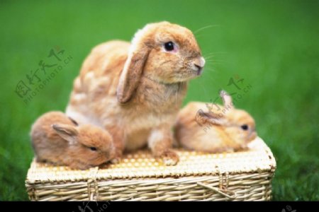兔子的照片图片