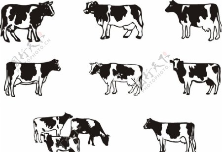 牛奶牛矢量图图片