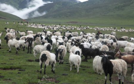 藏羚羊群图片