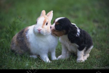 狗和兔子图片