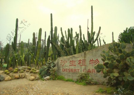 沙生植物园图片