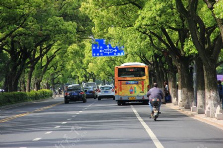 香樟行道树图片