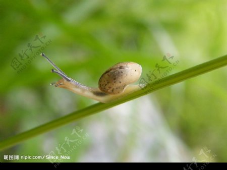 小小蜗牛图片